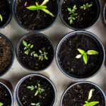 Read more about the article Survival Gardening Tips: Enhance Disaster Preparedness