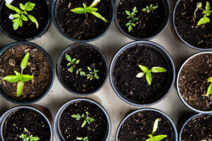 Read more about the article Survival Gardening Tips: Enhance Disaster Preparedness