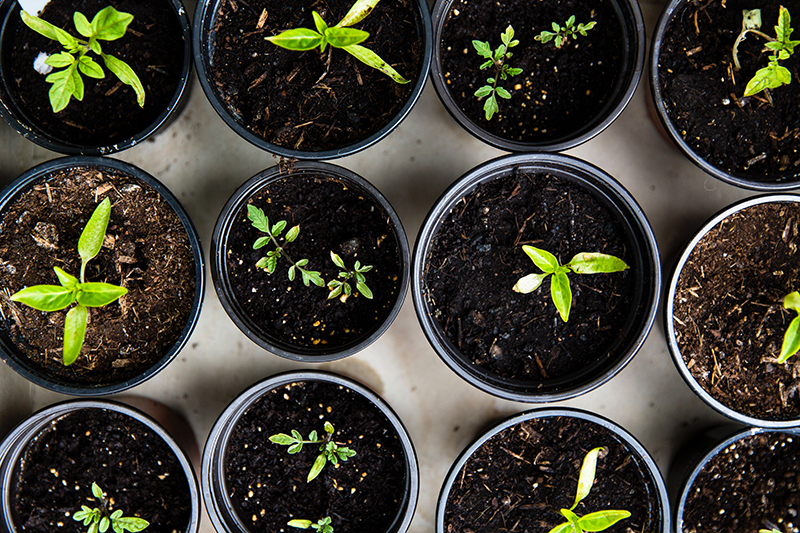 You are currently viewing Survival Gardening Tips: Enhance Disaster Preparedness